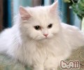 土耳其安哥拉猫的种类简介