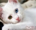 土耳其梵猫的喂养要求