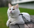 土耳其梵猫的维护常识