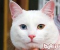 土耳其梵猫的性格特点
