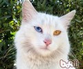 土耳其梵猫的形状特征