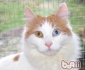 土耳其梵猫的种类简介