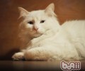 山东狮子猫的喂养要求