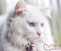 山东狮子猫的维护常识