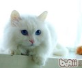 山东狮子猫的形状特征