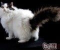 塞尔凯克卷毛猫的喂养要求