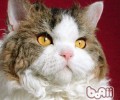 塞尔凯克卷毛猫的维护常识