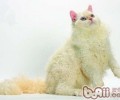 塞尔凯克卷毛猫的性格特点