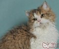 塞尔凯克卷毛猫的形状特征