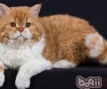 塞尔凯克卷毛猫的种类简介