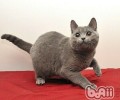 沙特尔猫的喂养要求