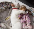沙特尔猫的维护常识