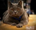 沙特尔猫的形状特征