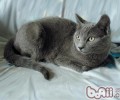 沙特尔猫的种类介绍
