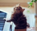 猫咪是真的懒，仍是仅仅懒得理睬你？