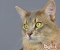索马里猫的喂养要求