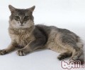 索马里猫的维护常识