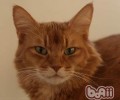 索马里猫的性格特点