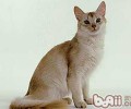索马里猫的形状特征