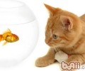 索马里猫的种类简介