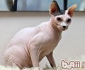 斯芬克斯猫的喂养要求