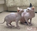 斯芬克斯猫的维护常识