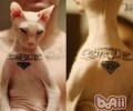 斯芬克斯猫的性格特点