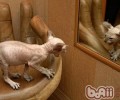 斯芬克斯猫的形状特征