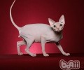 斯芬克斯猫的种类简介