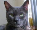 科拉特猫的维护常识