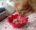 猫咪能吃猪肉吗？