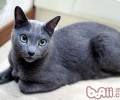 科拉特猫的性格特点