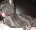 科拉特猫的形状特征