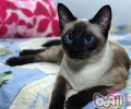 猫咪晚上不睡觉原因及解决办法