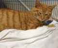 猫咪时差怎么倒