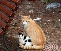 猫咪领养之你是否合适领养幼猫
