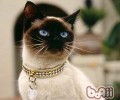 猫咪为什么喜爱爬栏杆