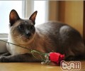 怎么练习猫咪犯错后记住过错