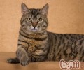 猫咪身上有臭味是什么原因