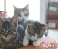 夏日怎么应对猫咪不吃饭
