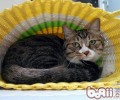 猫咪掉毛原因大集合