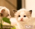 【测验】猫咪性情小测验