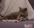 夏天猫咪的散热办法有哪些