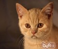 猫咪不爱动应对办法
