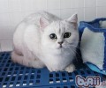 猫咪能够喝酸奶吗
