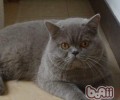 猫咪呼吸短促怎么回事