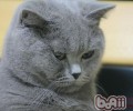 猫咪中毒的症状及医治办法