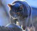 猫咪耳朵发烫正常吗