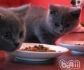 猫咪肉垫脱皮的原因及医治办法