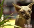 公寓养猫要注意的卫生有哪些